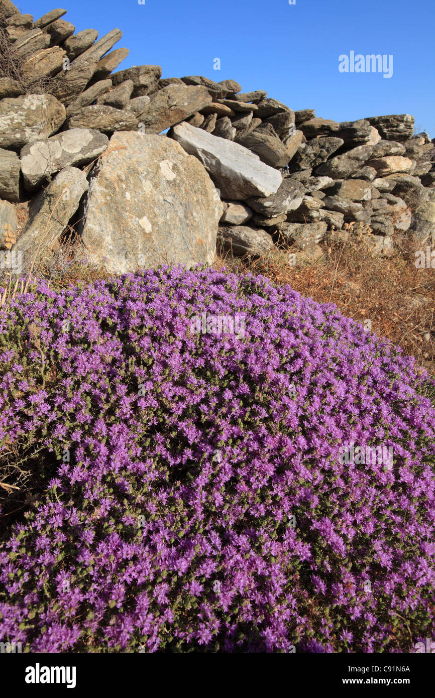 greece cyclades sikinos wild thyme in flower Stock Photo
