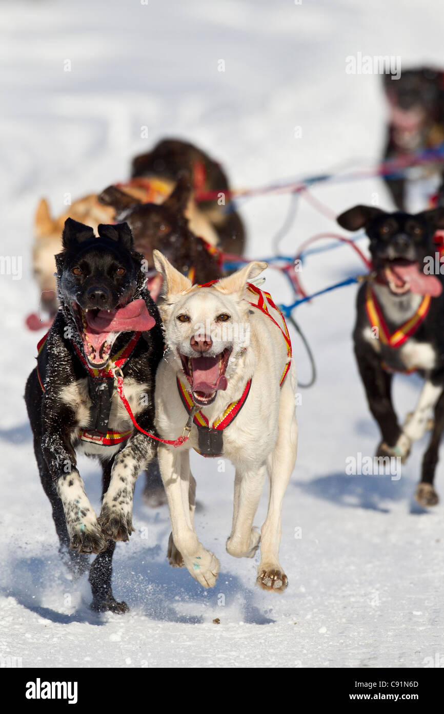 Arleigh Reynolds' team race down the trail during the 2011 Fur Rondy Open World Championship Sled Dog Race, Anchorage, Alaska Stock Photo
