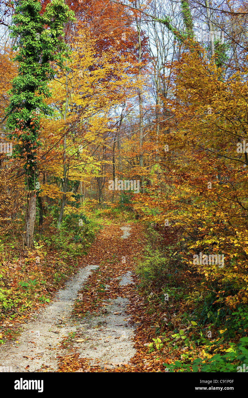 Path through forest in autumn Stock Photo - Alamy