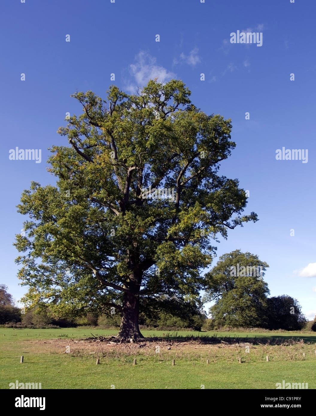 ancient oak tree Hatfield Forest Stock Photo