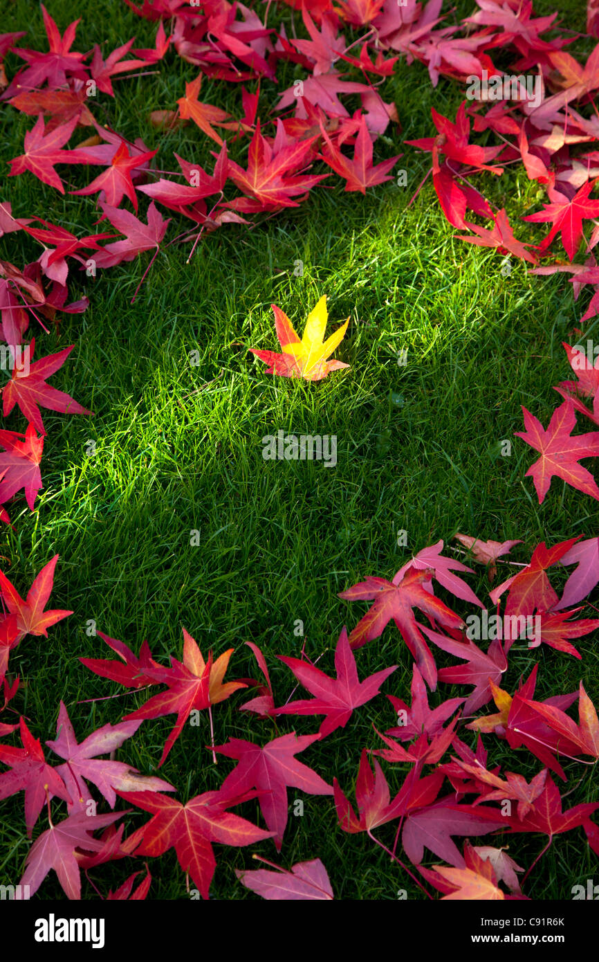 single leaf lit with sunbeam standing out from the crowd of other leaves on grass lawn. Stock Photo