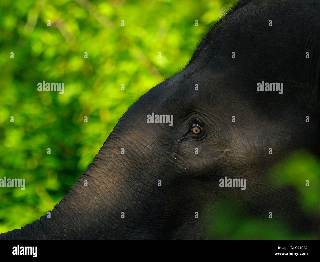 Creative portrait of a female Asiatic Elephant in Bandipura Tiger Reserve, India Stock Photo