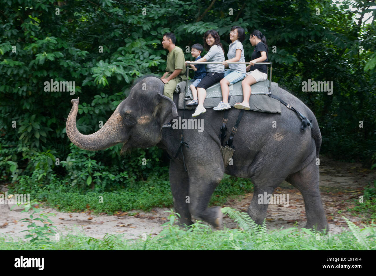 Singapore Zoo elephant rides Stock Photo Alamy