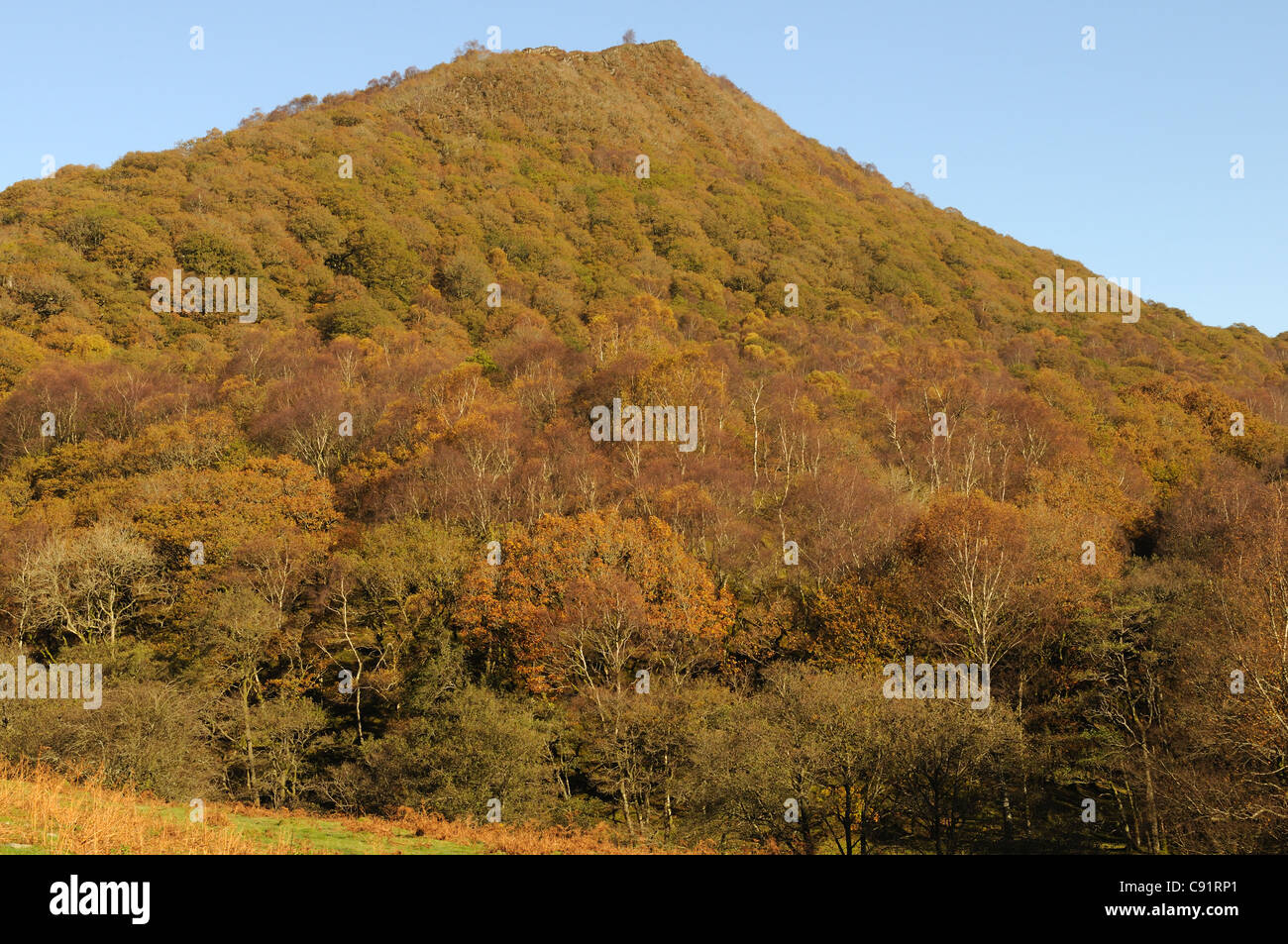 Deciduous woodland in autumn with fragments of ancient forest Rhandirmwyn Cambrian Mountains Llandovery Carmarthenshire Wales Stock Photo