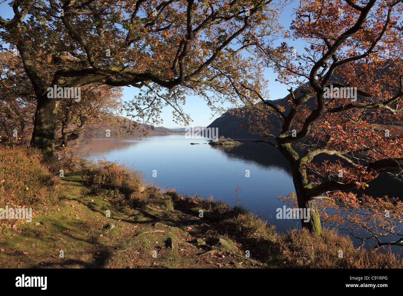 Autumn Oak Trees and Norfolk Island on Ullswater Lake District Cumbria UK Stock Photo