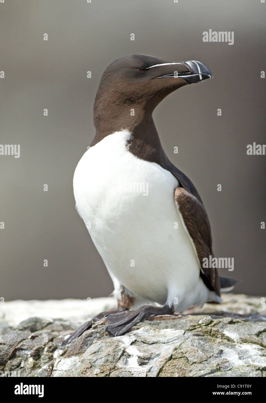 Razorbill (Alca torda) Stock Photo