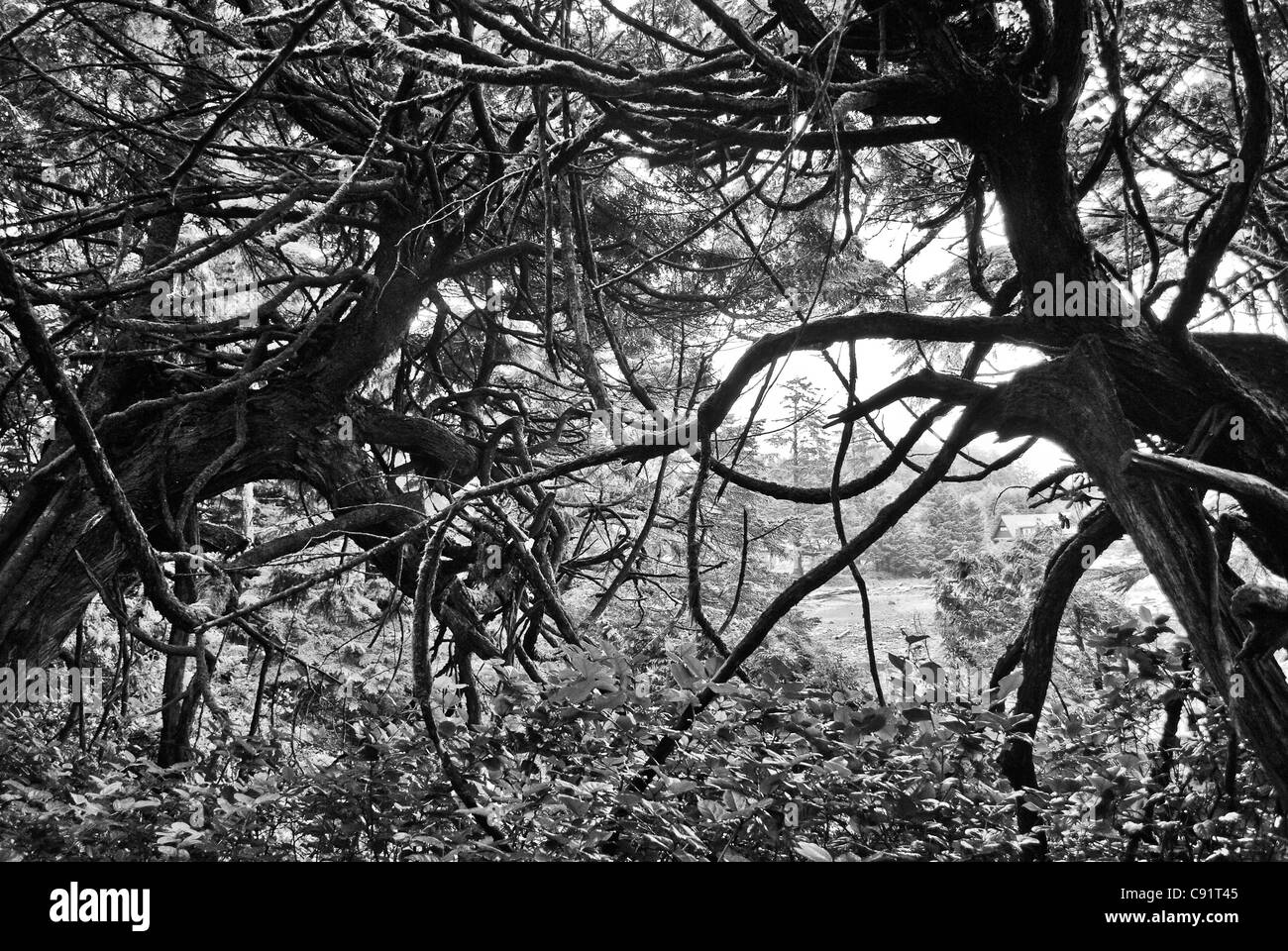 Woods canada Black and White Stock Photos & Images - Alamy