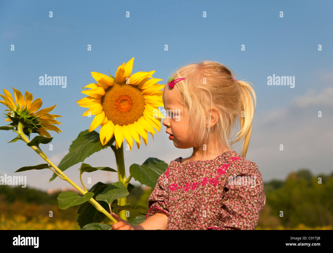 Girl holding sunflower outdoors Stock Photo Alamy