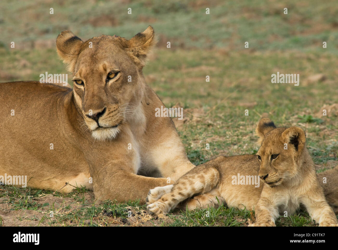 Lions and their cubs can be seen in South Luangwa National Park Zambia ...