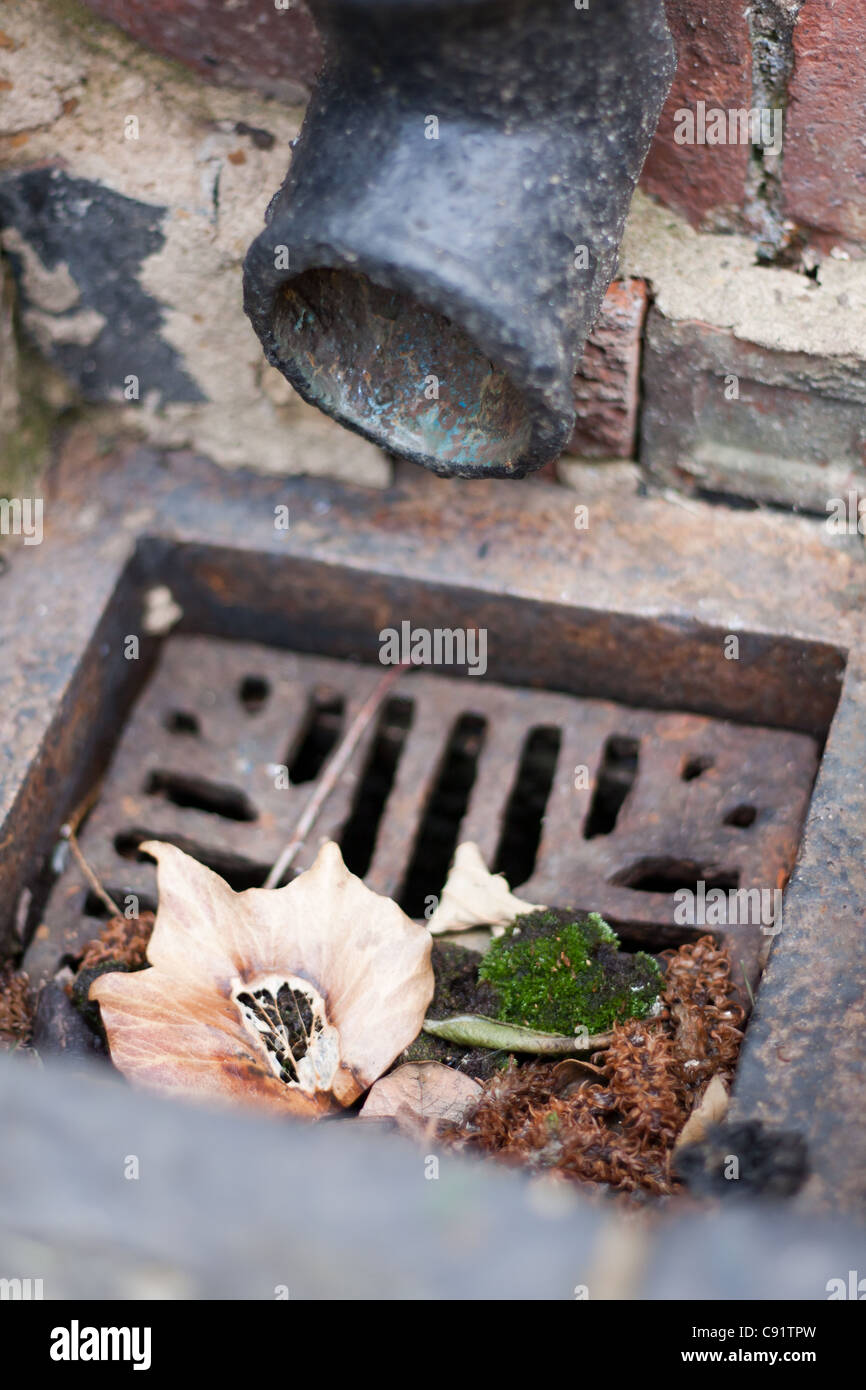 A blockage in a gutters drain grate with leaves and moss Stock Photo