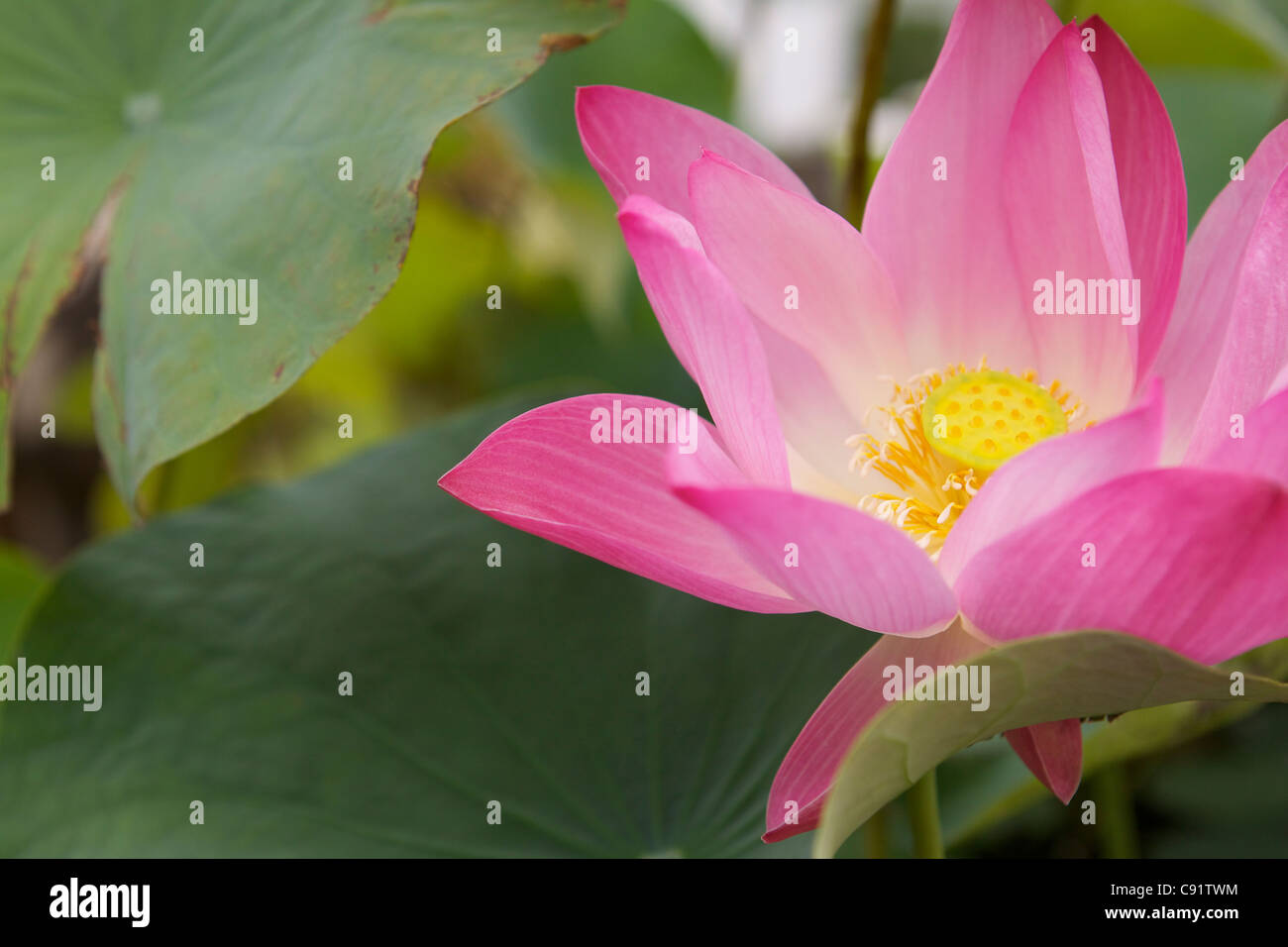 Lotus flower in a bowl of water in the Grand Palace  in Rattanakosinm, the Old City in Bangkok. Stock Photo