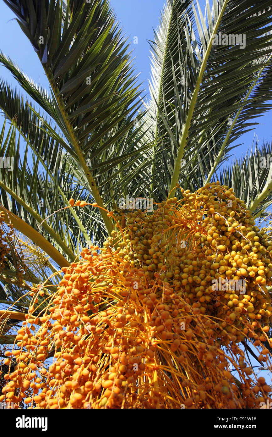 Palm tree with fruit, Skiathos, Greece Stock Photo