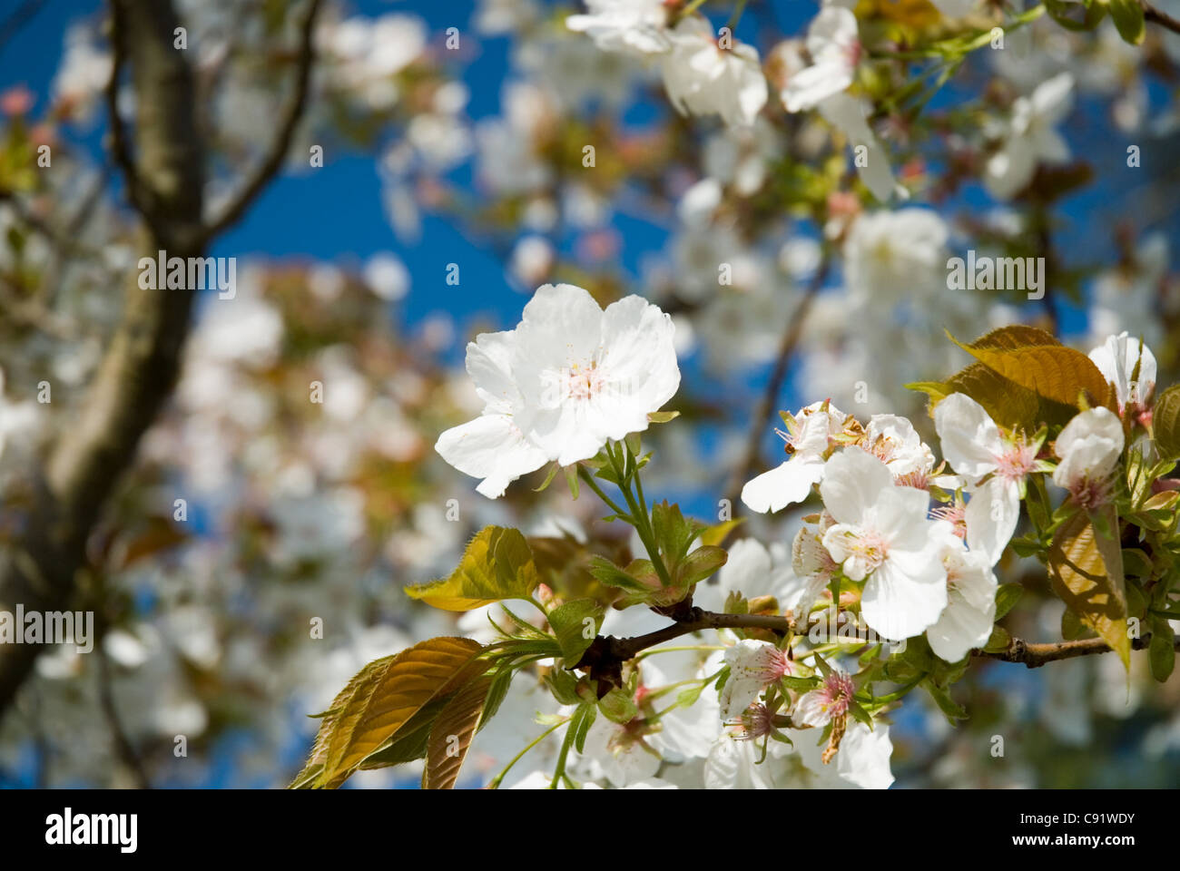 Flowering Cherry, Prunus 'Taihaku', the great white cherry Stock Photo
