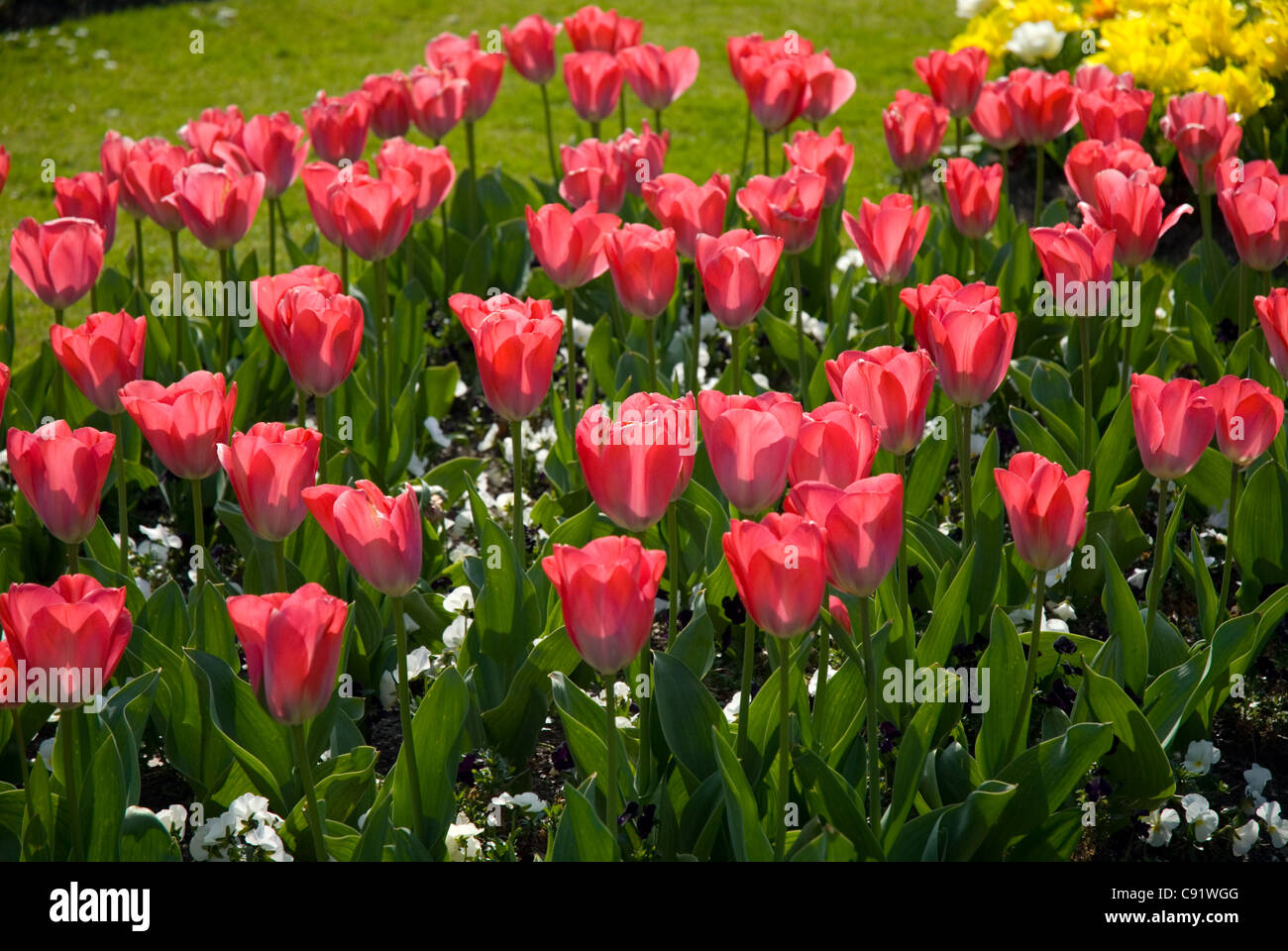 Red tulips at the Royal Botanic Gardens, Kew. Stock Photo