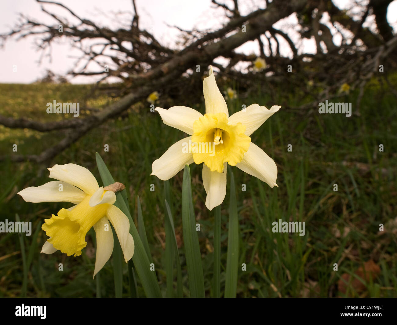 Narcissus varduliensis, daffodil, horizontal portrait of a flowers next to forest. Endangered specie in Europe Stock Photo