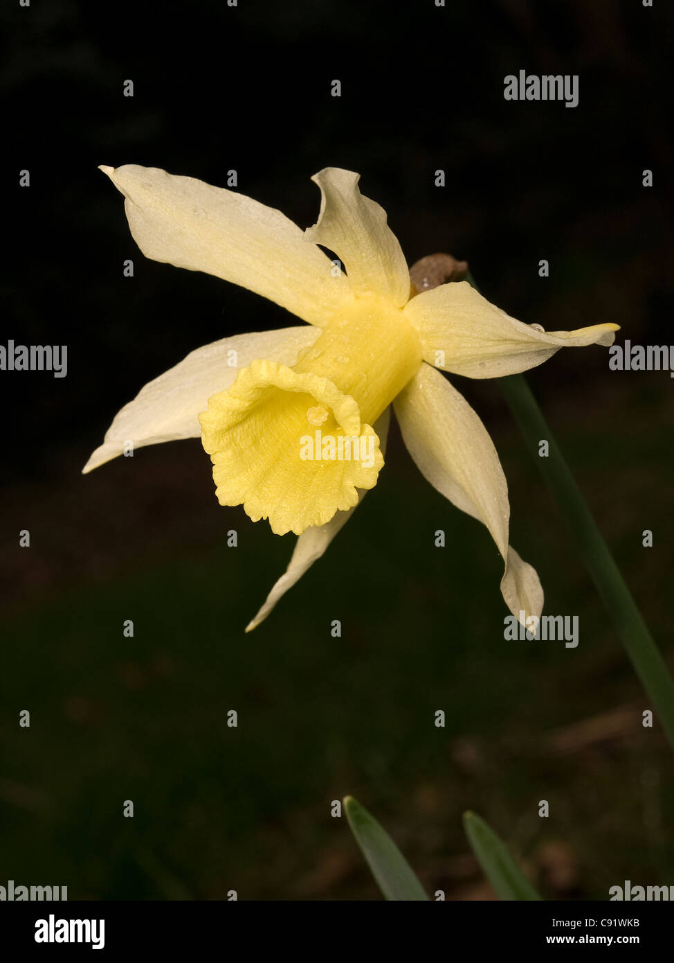Narcissus varduliensis, daffodil, vertical portrait of a flower. Endangered specie in Europe Stock Photo