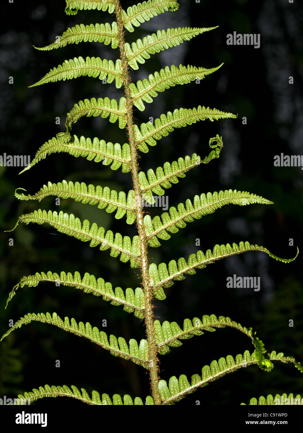 Vertical portrait Common Male Fern, Dryopteris filix-mas, leaf in dark background. Stock Photo