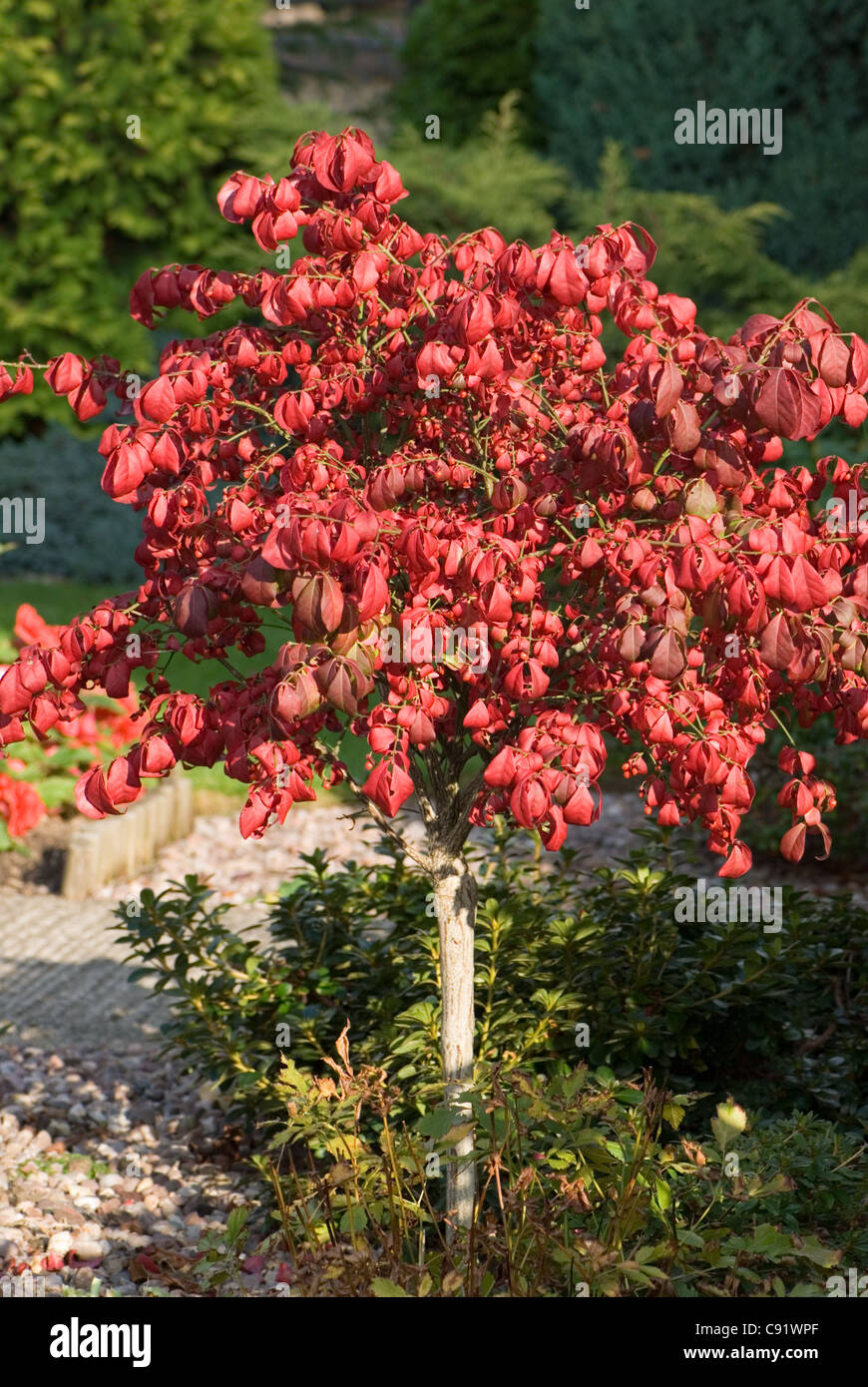 Autumn colour from the spindle tree Stock Photo