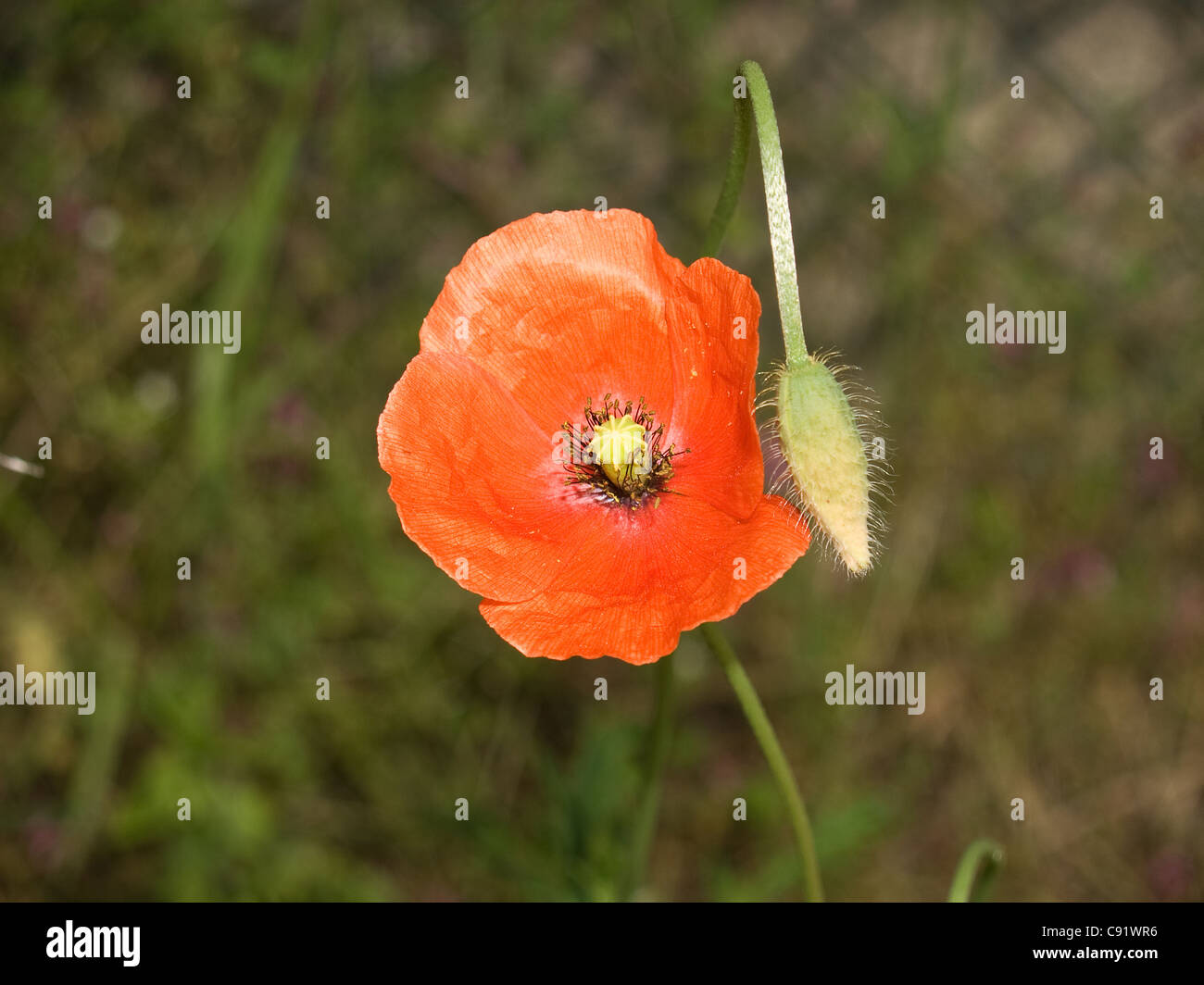 Corn poppy, Papaver rhoeas, horizontal portrait of flower blooming in garden. Stock Photo