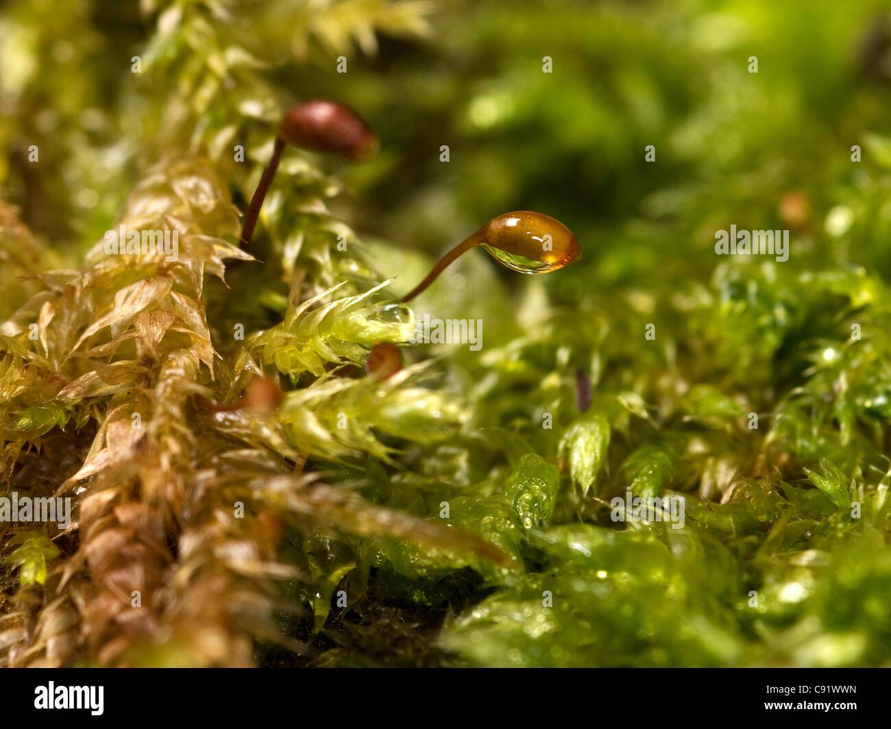 Moss showing mature sporophyte growing up out of the haploid gametophytes. Stock Photo