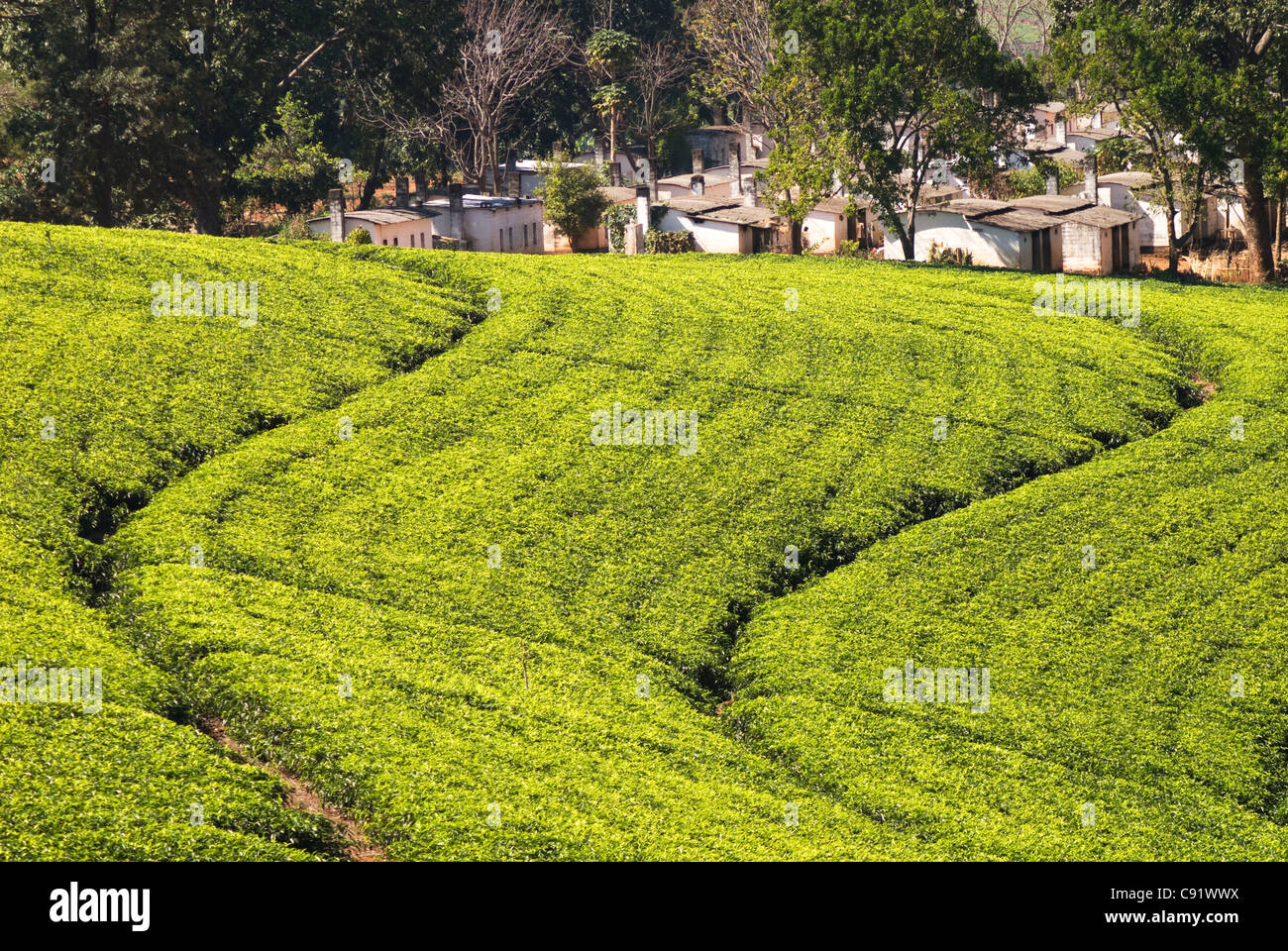 Tea fields make strking patterns in the Lujeri Tea Estate on the