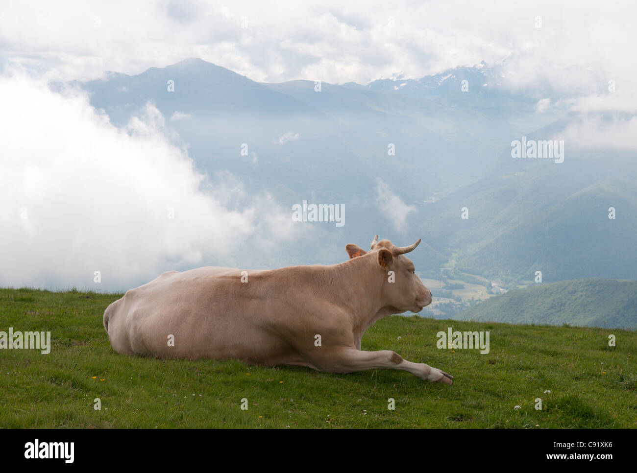 Cow resting.  Park National des Pyrenees, The Pyrenees, France. June. Stock Photo