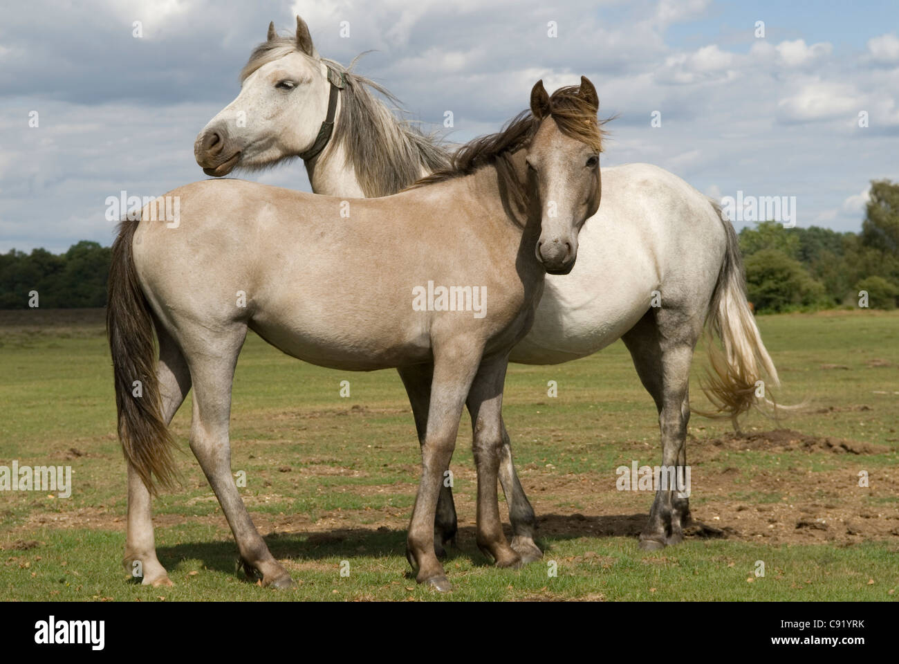New Forest ponies at Longwater Lawn. Stock Photo
