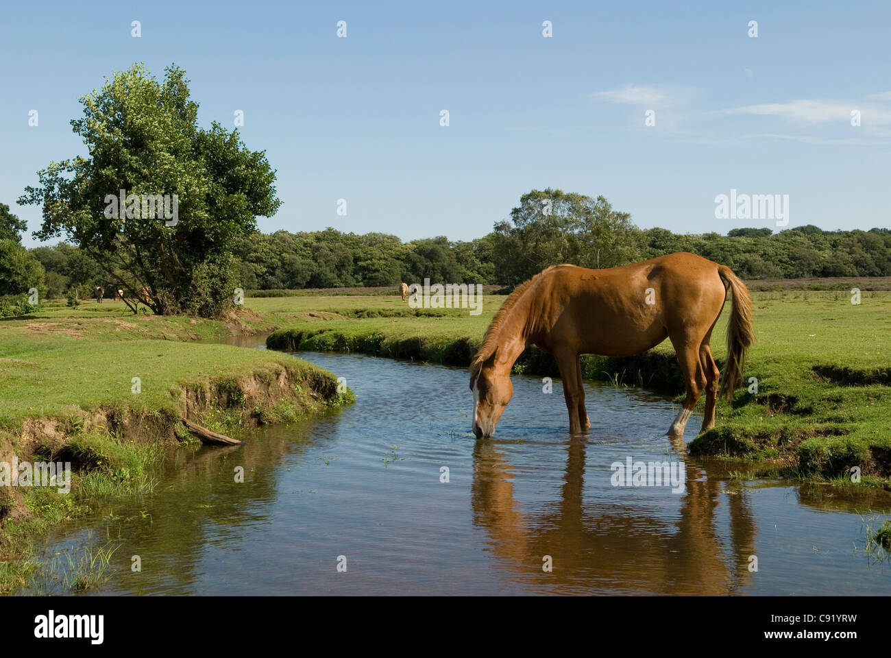 A New Forest pony drinking from the Beaulieu River at Longwater Lawn. Stock Photo