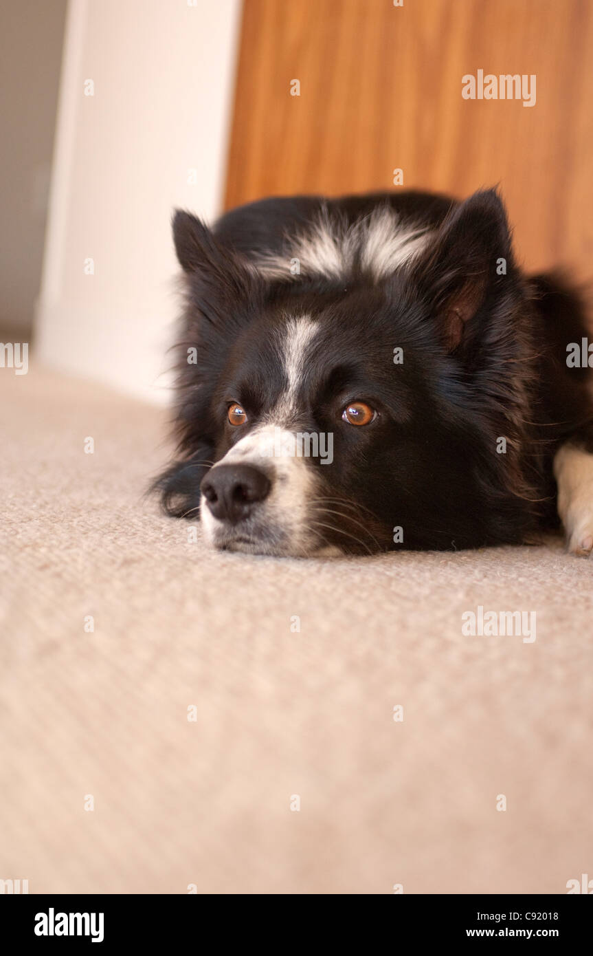 The Border Collie is a herding dog breed developed in the Anglo-Scottish border region for herding livestock, especially sheep. Stock Photo