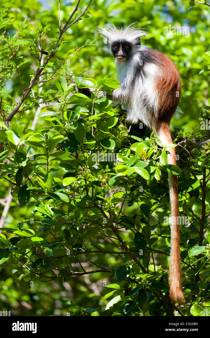 Red Colobus Monkey, Jambiani, Zanzibar Stock Photo