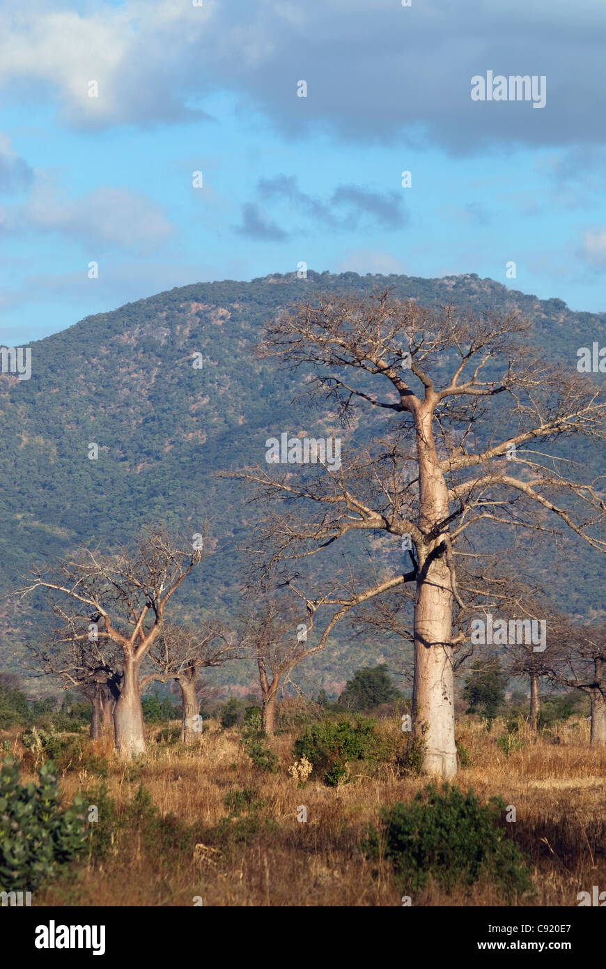 Baobab trees Adansonia species on the southern edge of the Liwonde National park facing south to the Chikala hills in Southern Stock Photo
