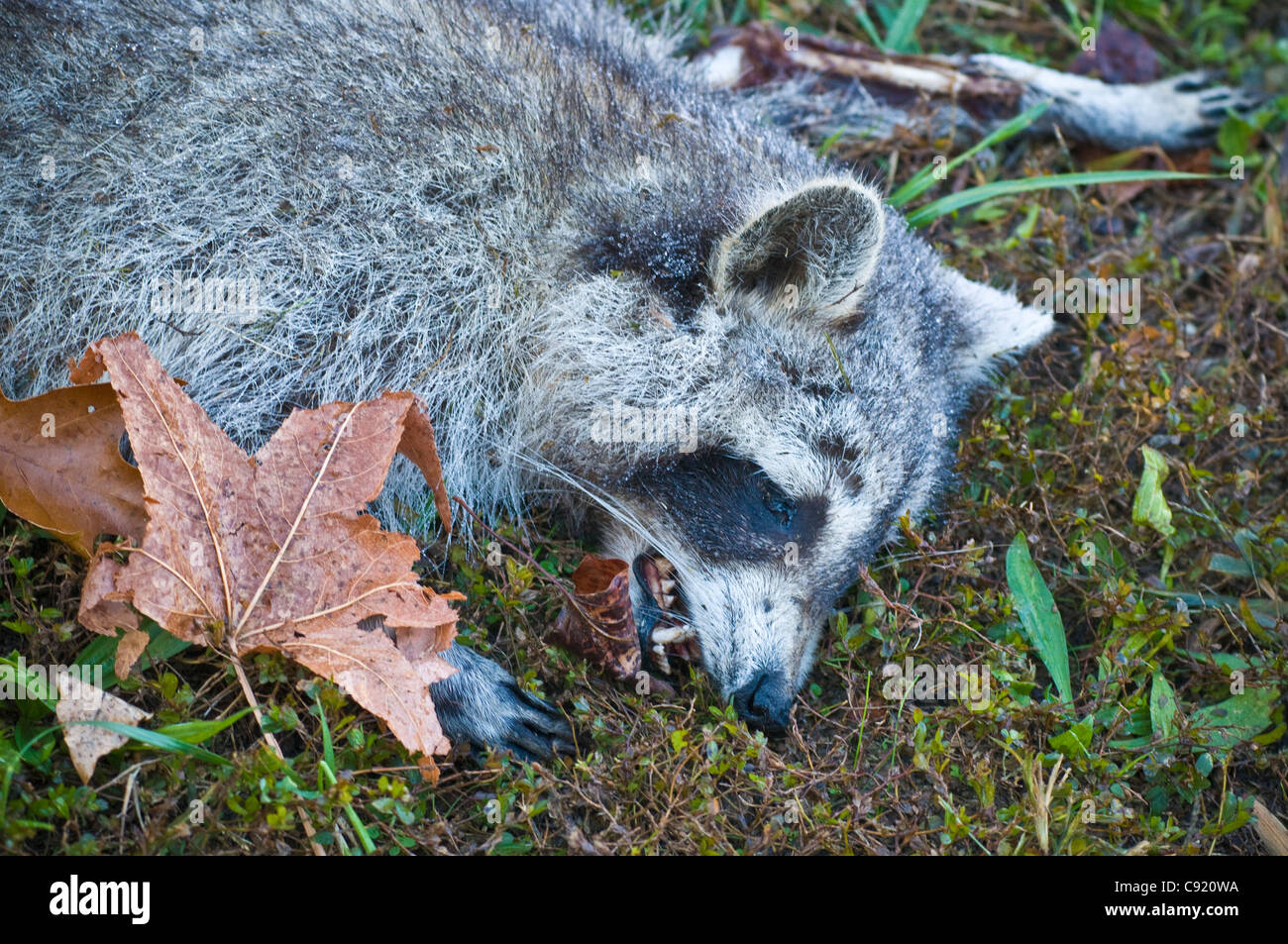 Road kill raccoon Stock Photo