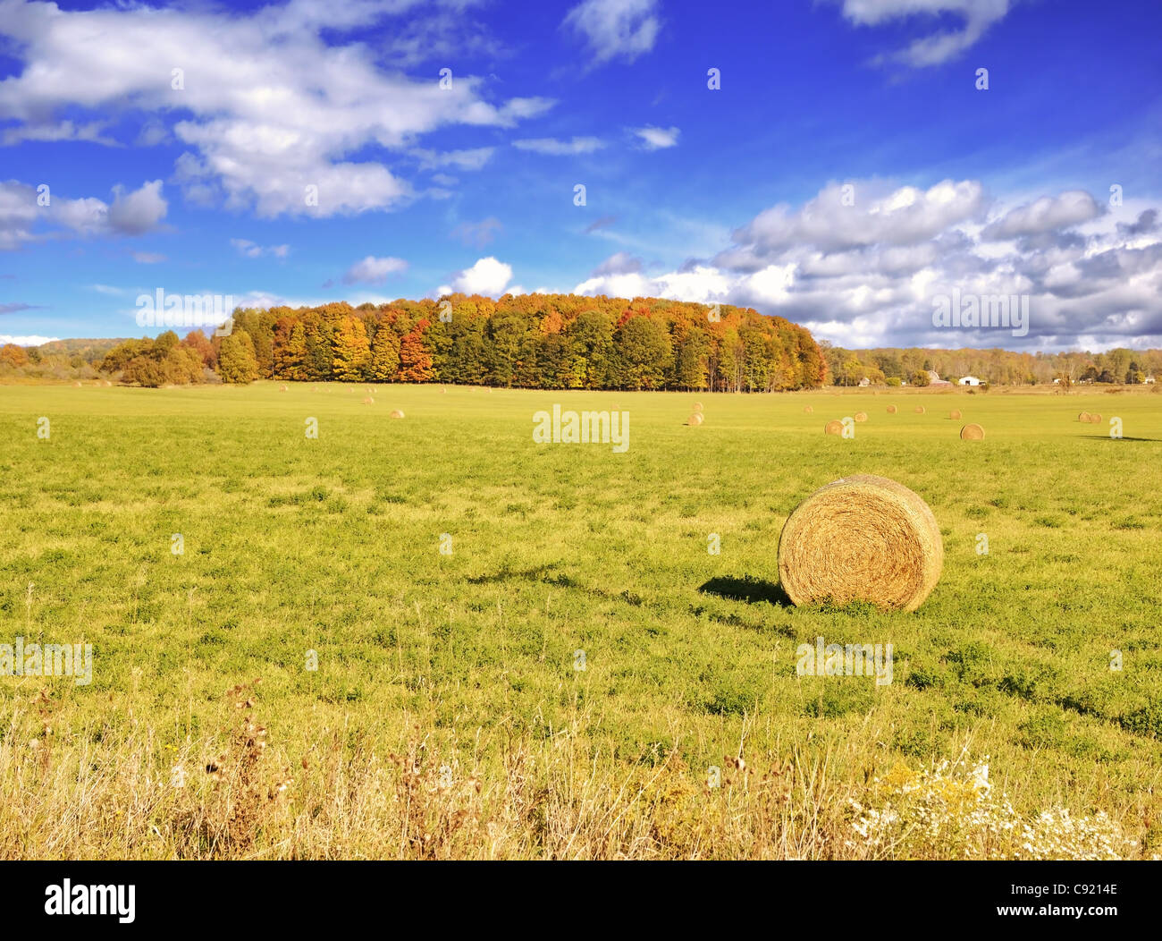 Autumn Field And Colorful Forest Against A Blue Sky Stock Photo - Alamy