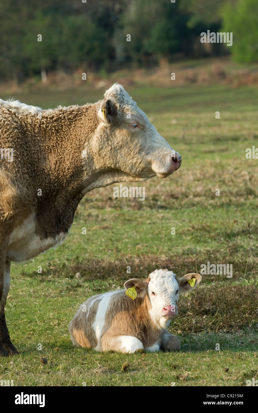 Commoners cattle in Ashurst Wood in the New Forest National park Stock Photo