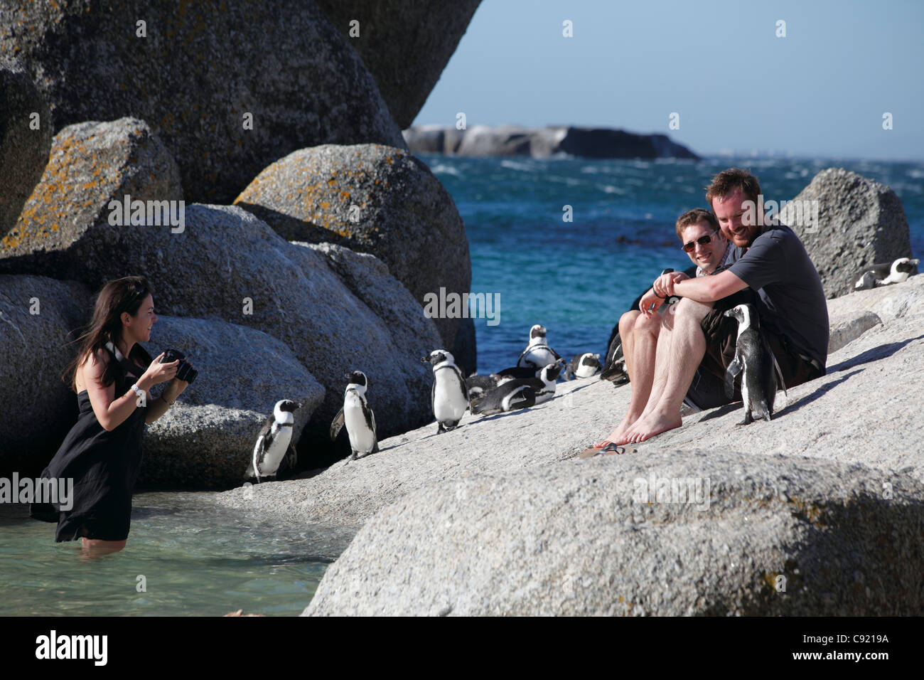 Jackass Penguins Spheniscus demersus at Boulders Beach are a popular tourist attraction as they will allow people to get quite Stock Photo