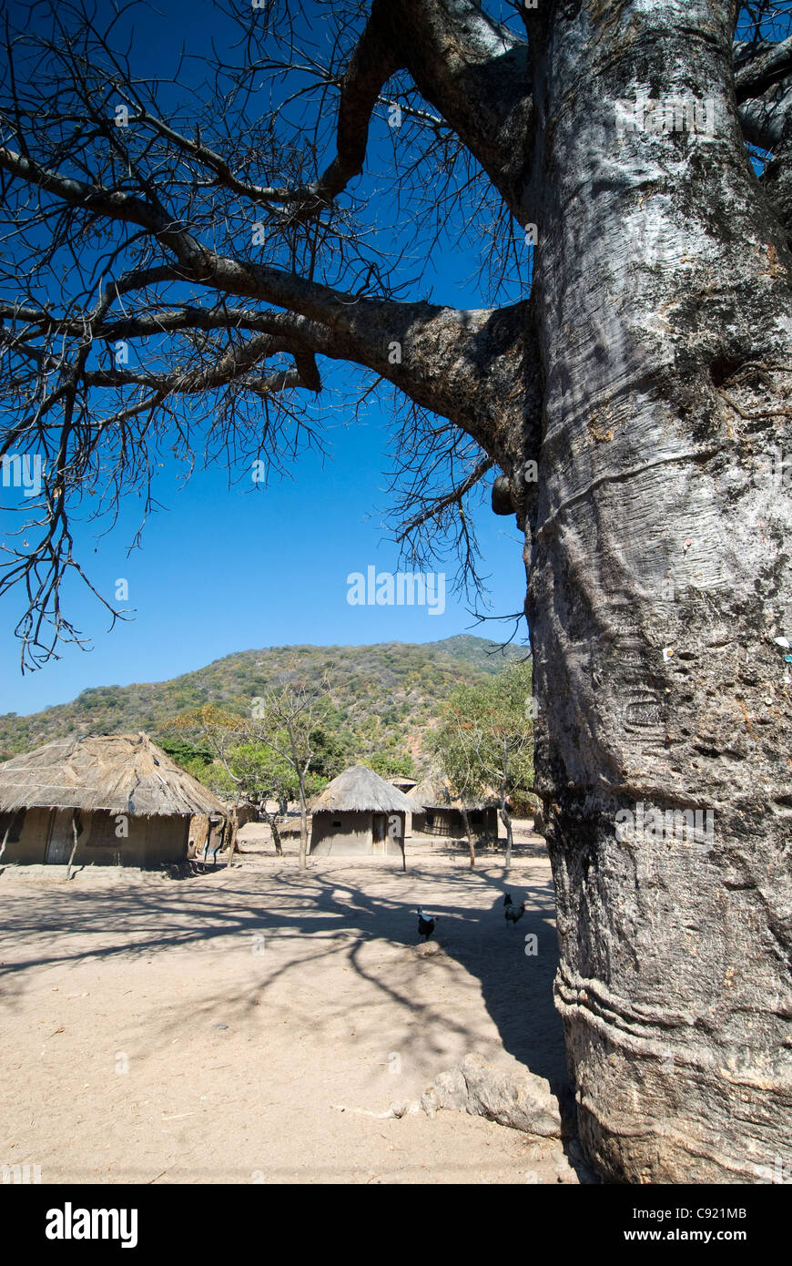 Baobab trees and thatched houses stand in the village of Cape Maclear at the southern end of Lake Malawi. Stock Photo
