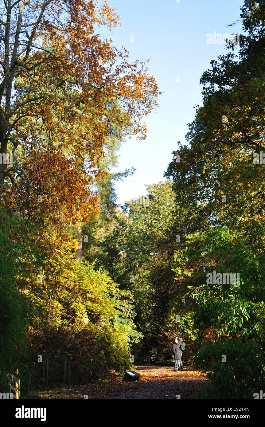 Autumn colours, Westonbirt, The National Arboretum, near Tetbury, Gloucestershire, England, United Kingdom Stock Photo