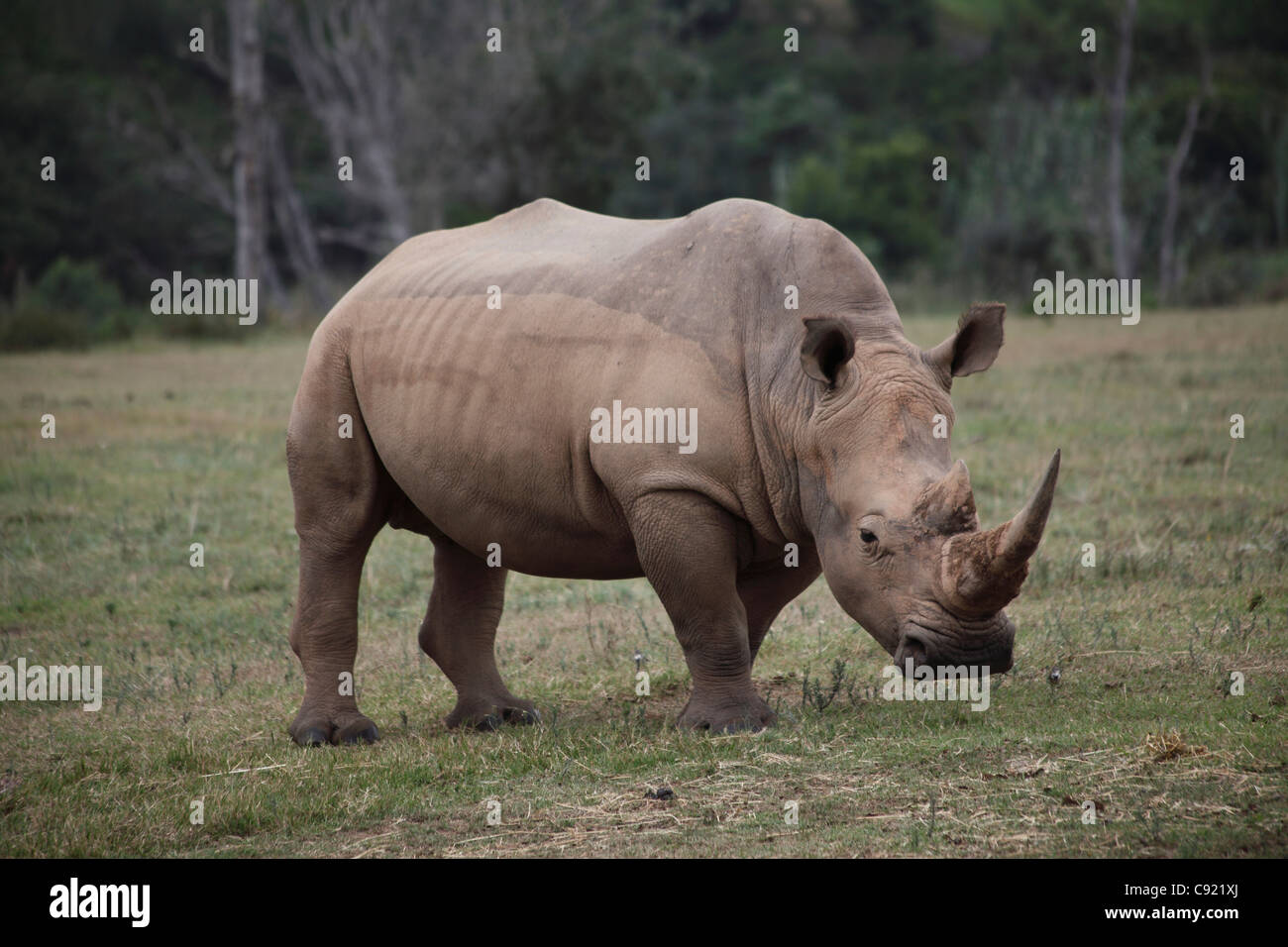 Rhino subspecies hi-res stock photography and images - Alamy