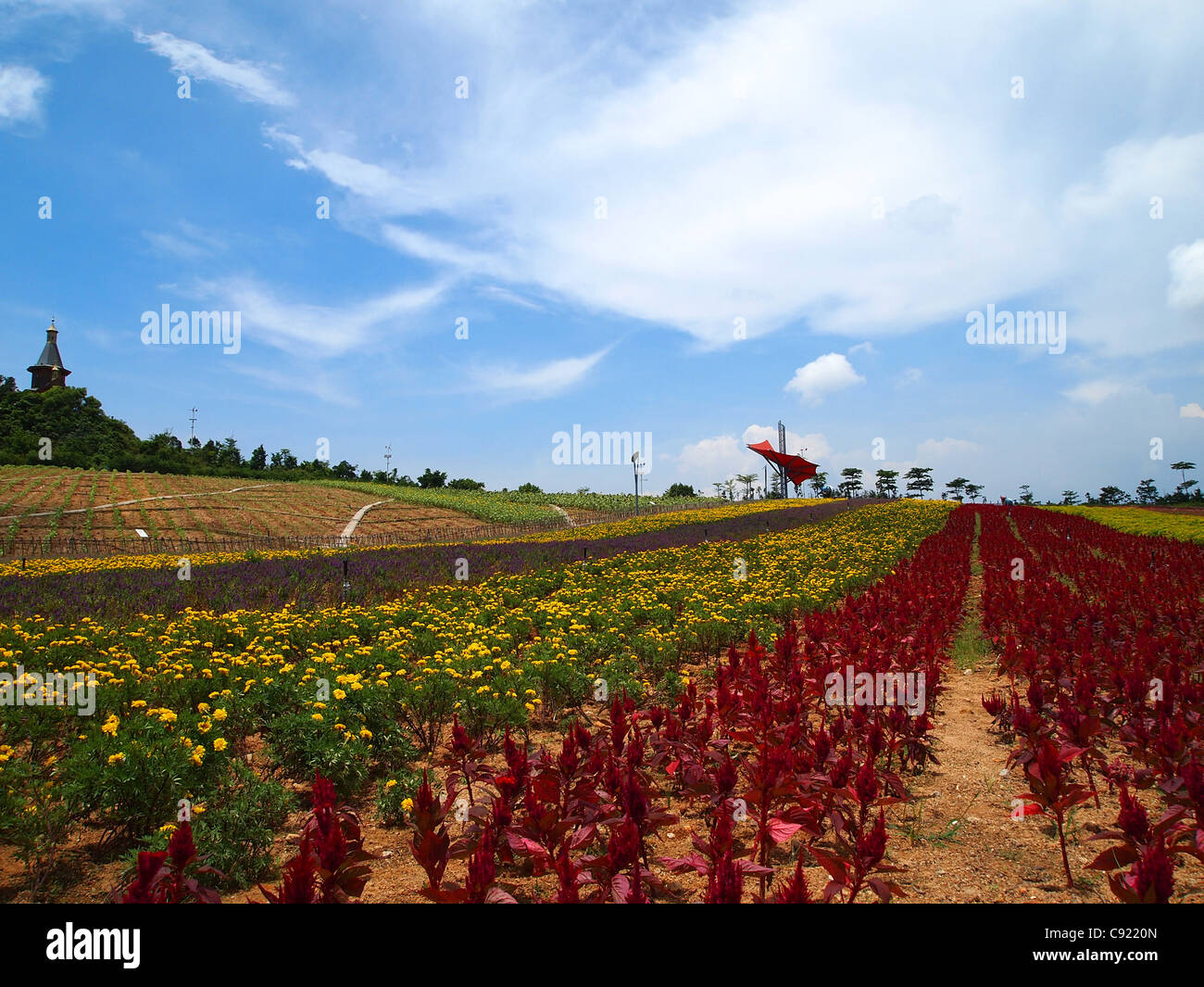 Flower field with grass Stock Photo Alamy