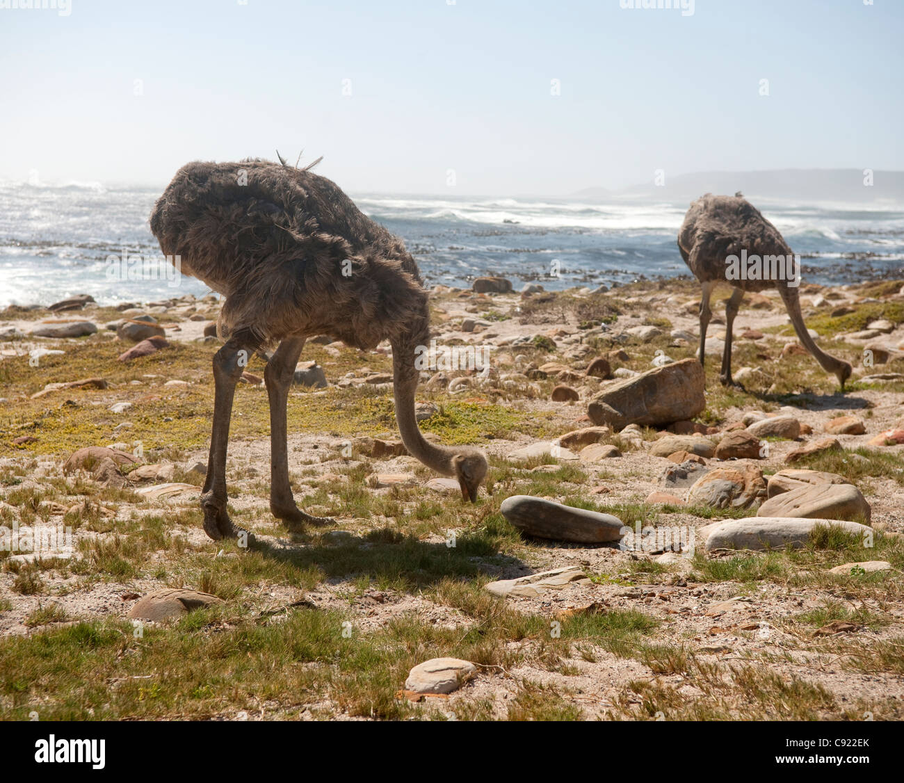 Wild Ostriches can be found all over the Cape Point national park and are often found foraging next to the beaches near the Stock Photo