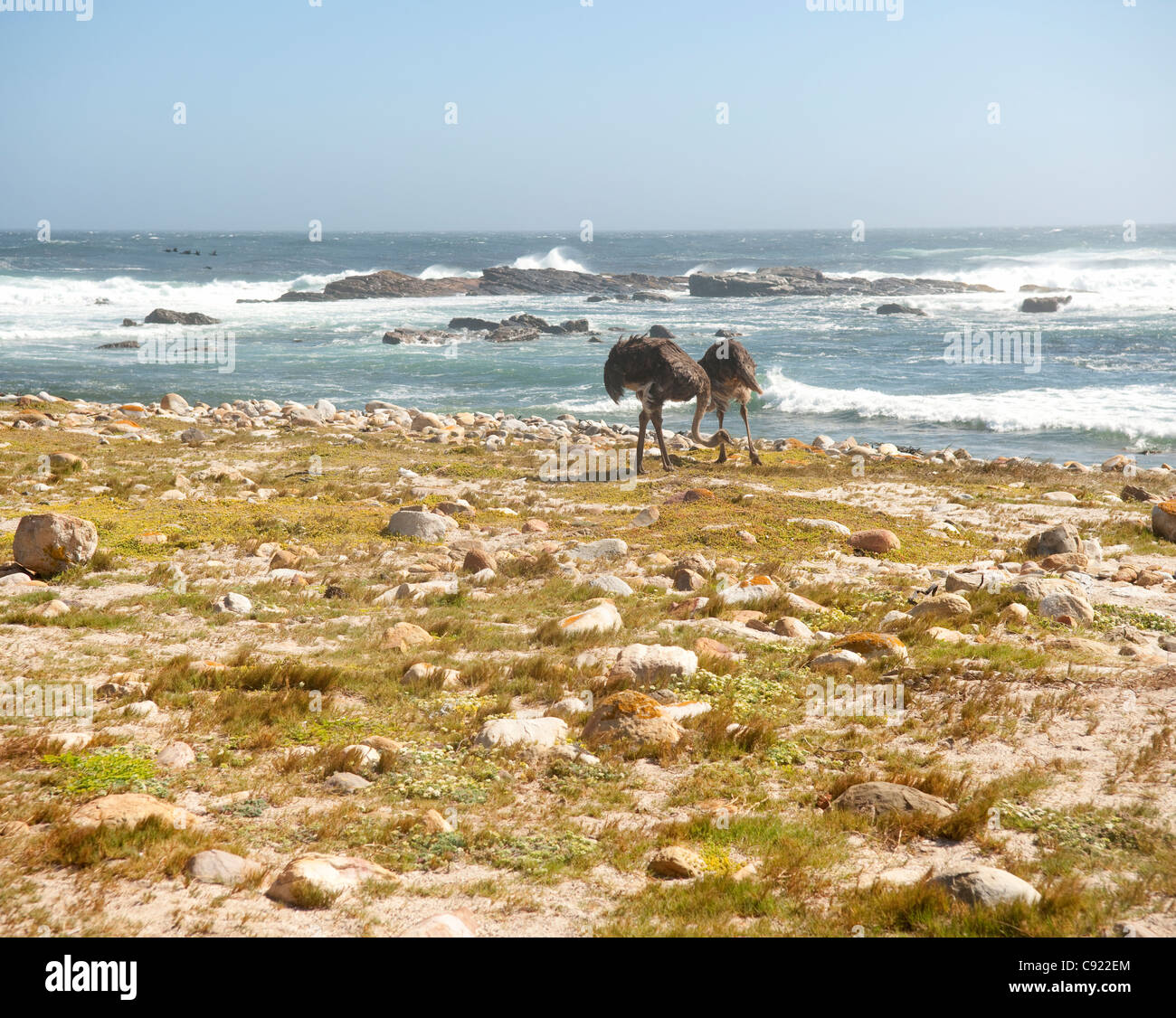 Wild Ostriches can be found all over the Cape Point national park and are often found foraging next to the  beaches near the Stock Photo