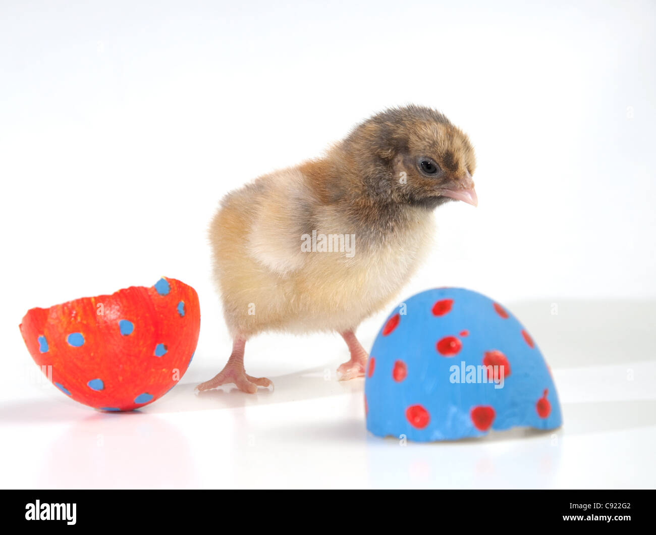 Colorful Easter chick with two egg shell halves Stock Photo