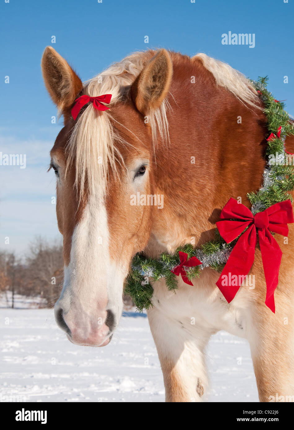 Draft horse with a Christmas wreath around his neck Stock Photo Alamy
