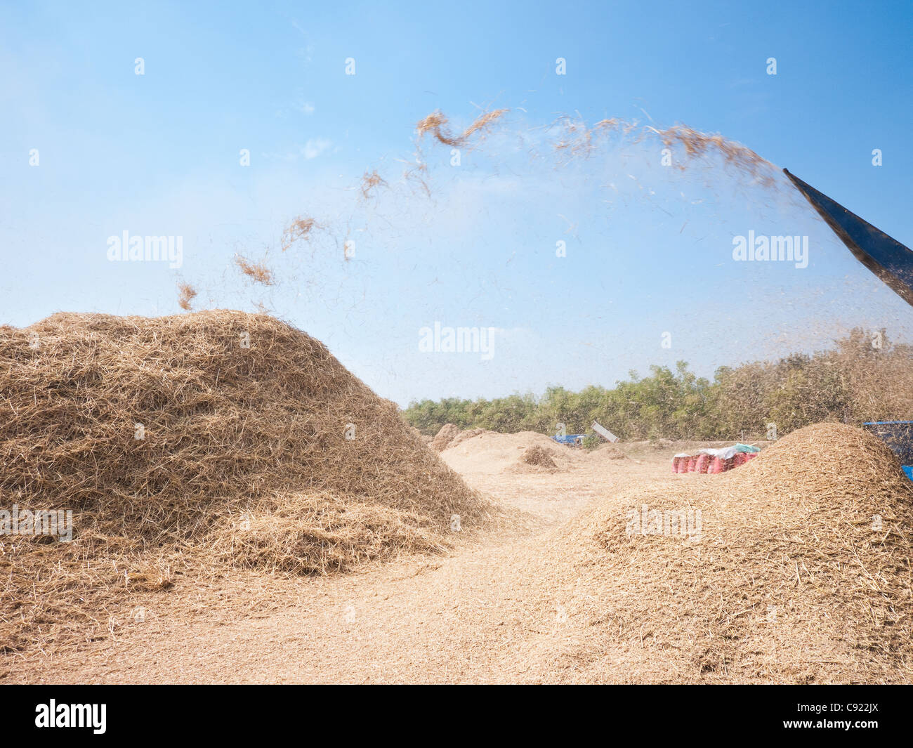 Threshing of rice in Sisophon, Banteay Meanchey Province, Cambodia, using a mechanical thresher with hay flying through the air. Stock Photo