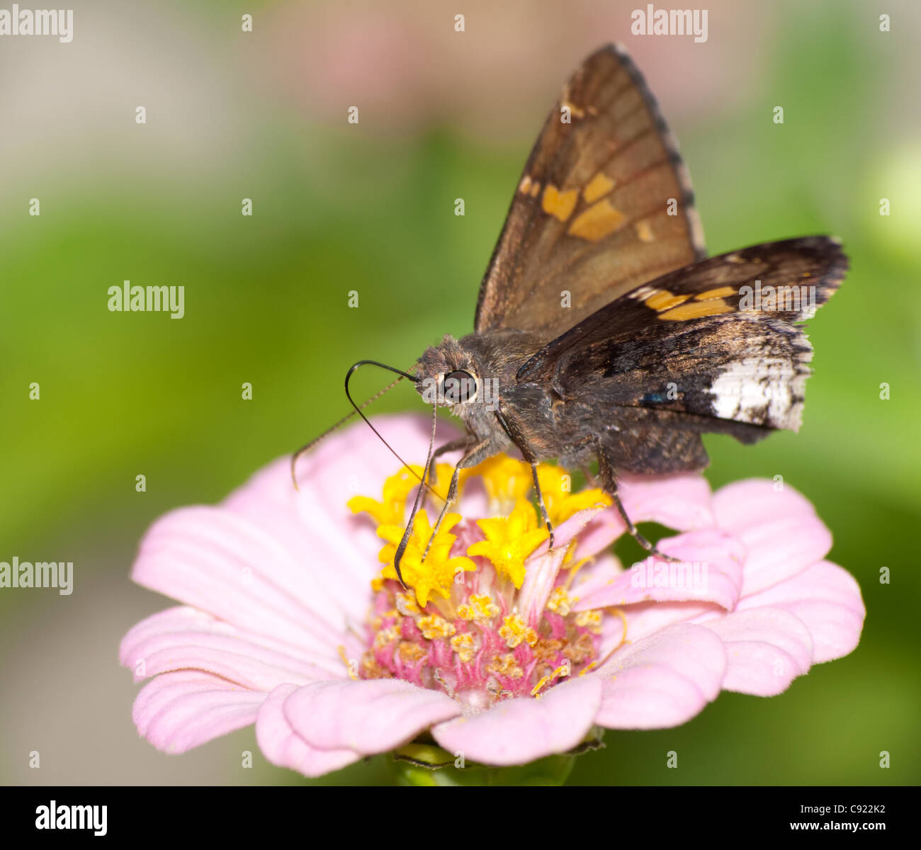 Hoary Edge butterfly on pink Zinnia Stock Photo