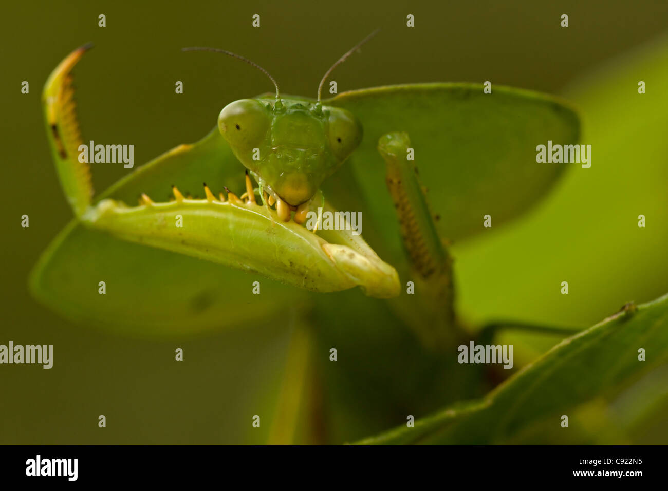 Hooded mantis (Choerododis rhombifolia) - Costa Rica - tropical rainforest Stock Photo