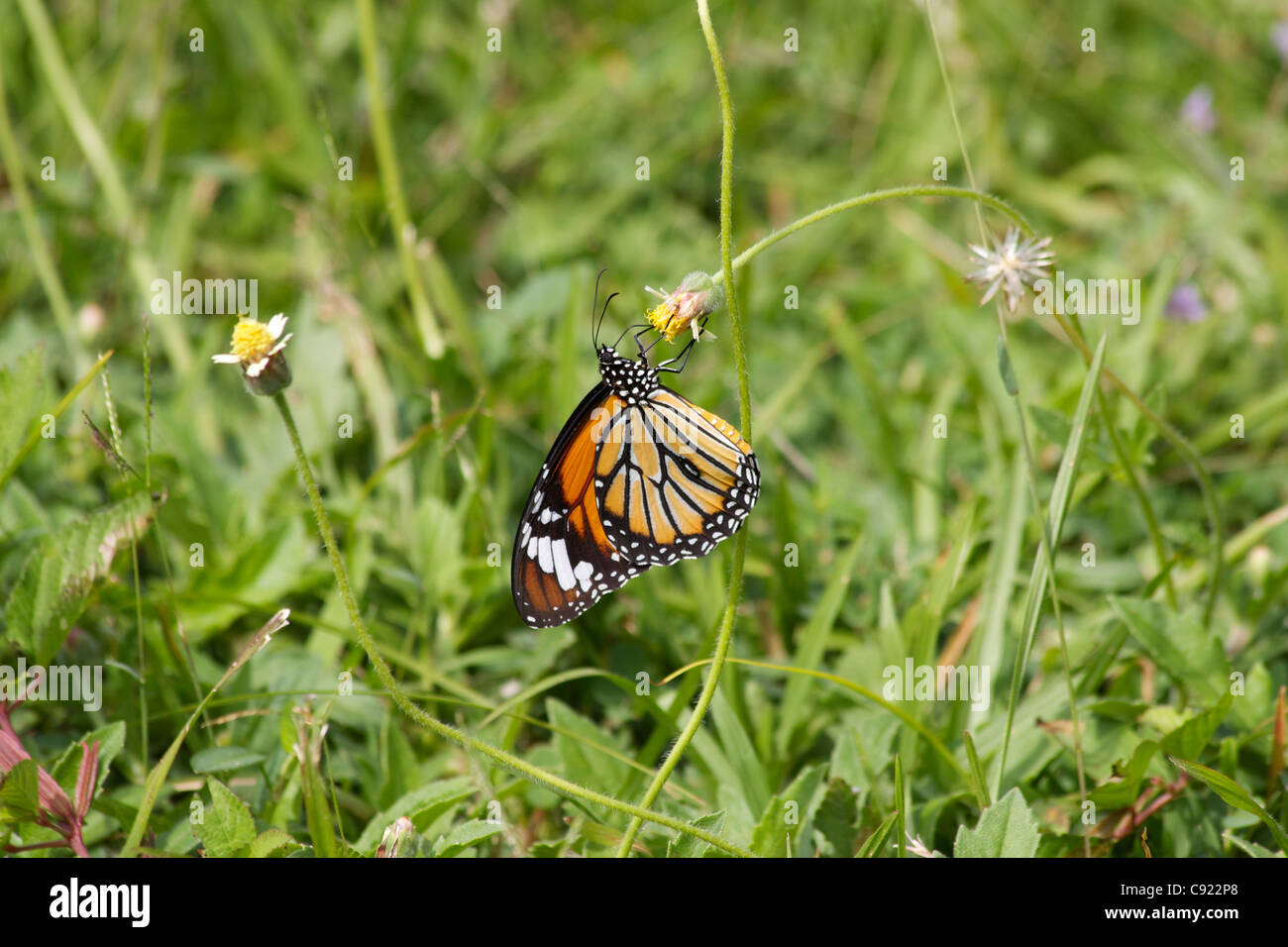 Monarch butterflies feed on flowers at the Killing Fields memorial site