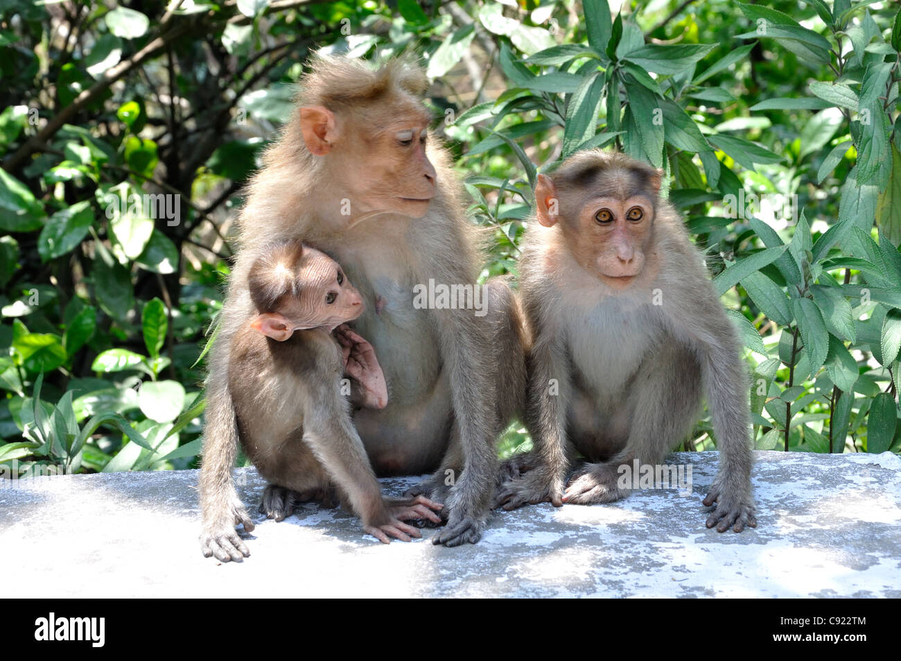 Bonnet Macaque Stock Photo