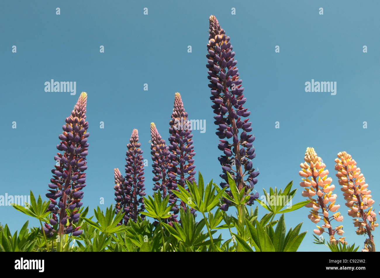 Lupins in the field in front of St Peter's Church at Terwick. Stock Photo