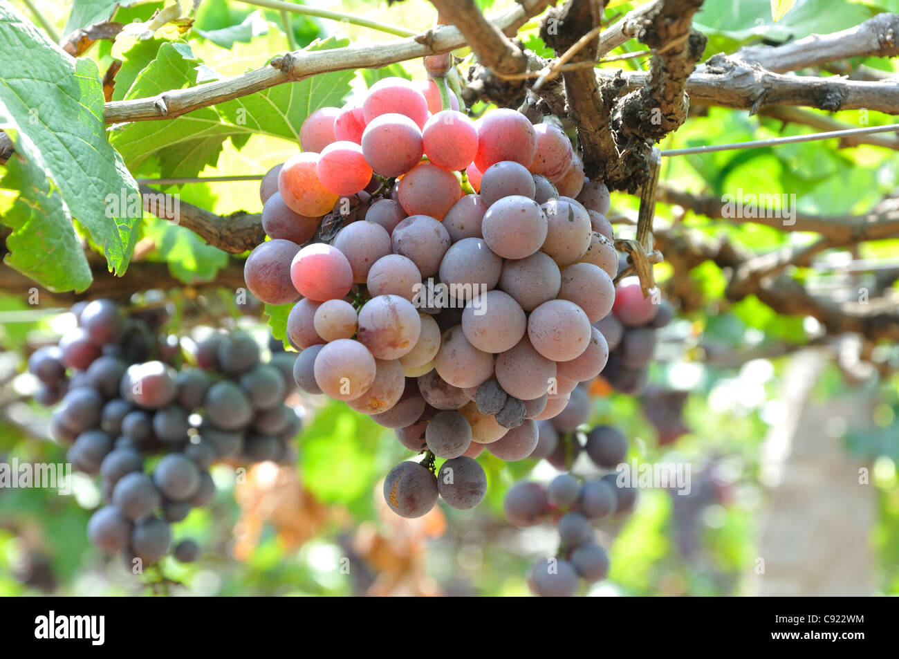 Indian grapes in nandi hills of karnataka hires stock photography and images Alamy